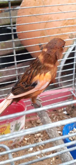 kanarki samce i samice