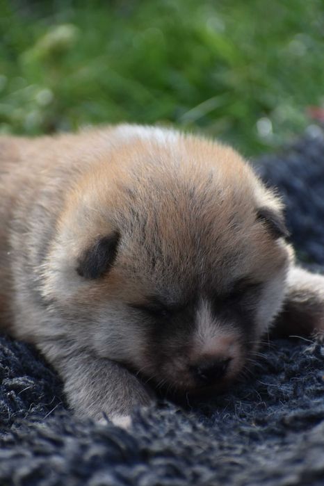 Akita Inu, Akita Japońska - FCI/ZKwP