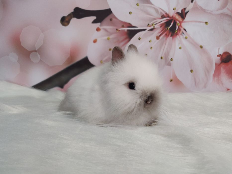 Króliczki Karzełki Teddy. Piękne maluszki do rezerwacji.