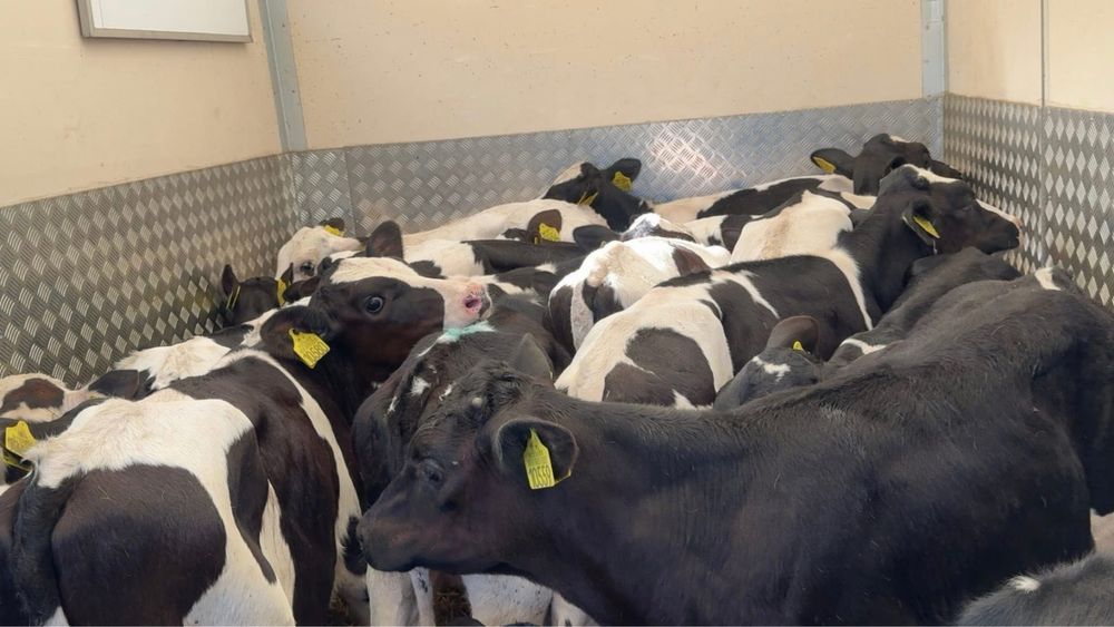 Zdrowe cielęta – pasza, sianko, mleko