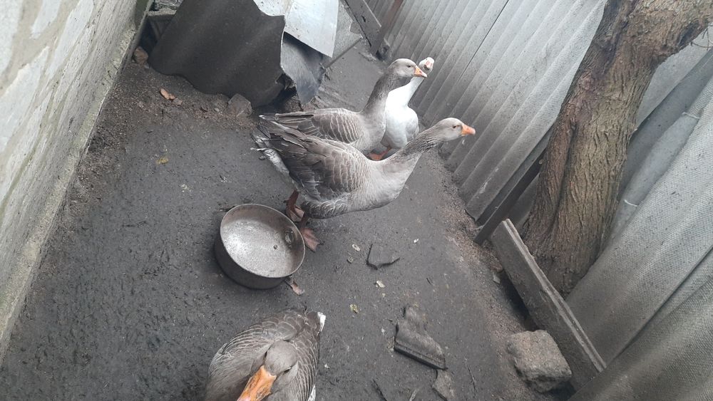 Продам гусей на розвод