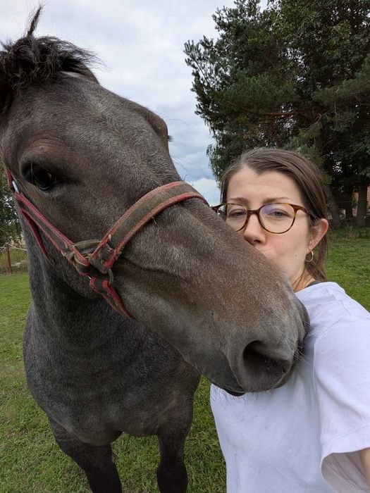 Kobyła zimnokrwista
