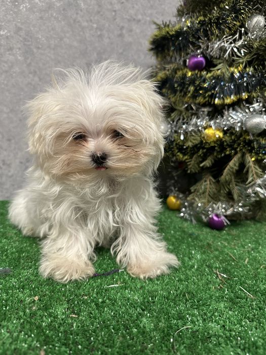 Щенок мальтийской болонки