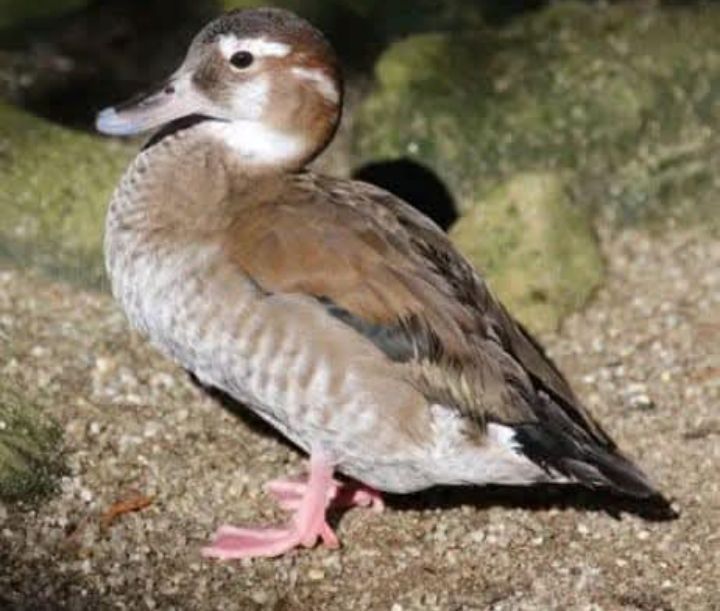 Patos ornamentais,, algumas raças  de 2025