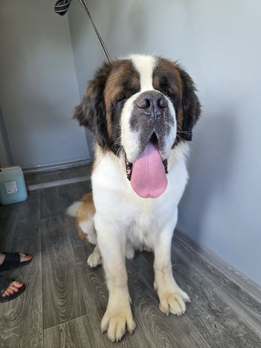 Сенбернар Одесса