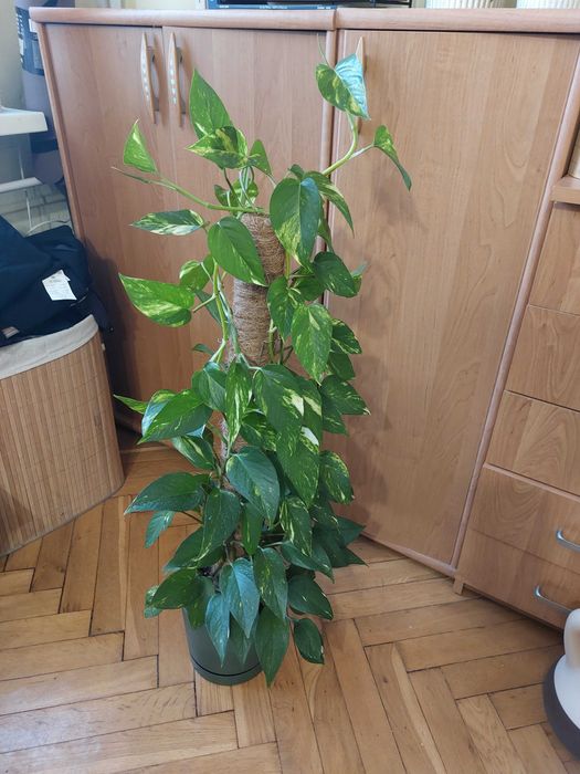 REZERWACJA Kwiat Epipremnum w zielonej doniczce na paliku