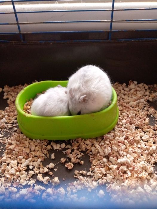 Хомячки Кременчуг