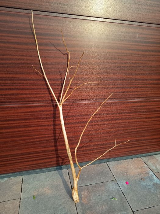 Duży, cienki naturalny korzeń do akwarium