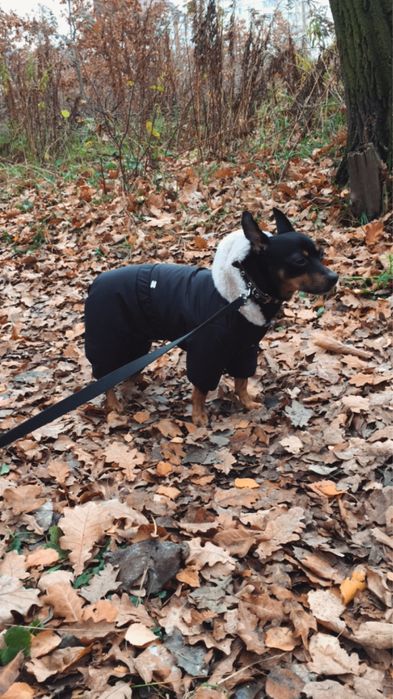 Пинчер отдам в добрые руки