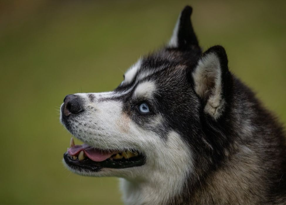 Дорослий чорно-білий кобель КСУ