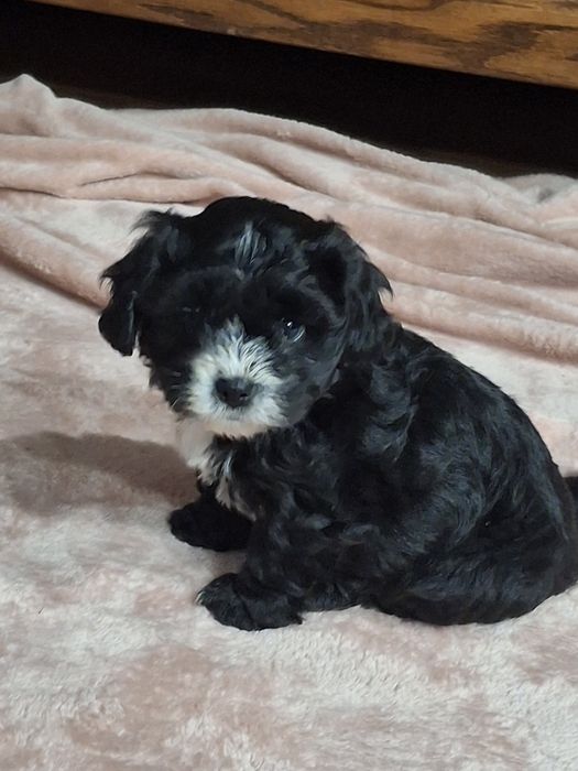 Shihpoo piesek cudaczek