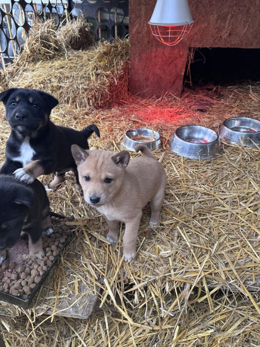 Łajka Basenji szczenieta