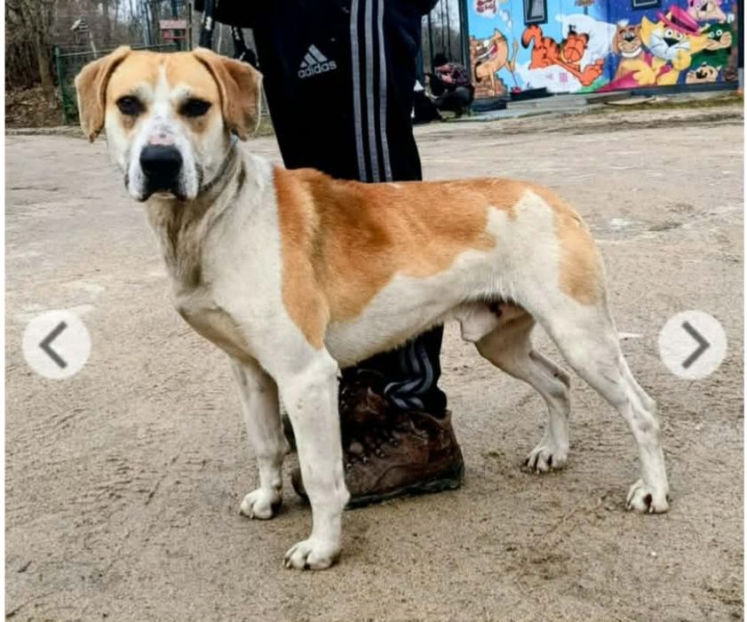 Pies poszukuje niego domu