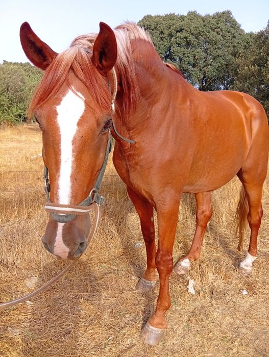 Cavalo manso montado