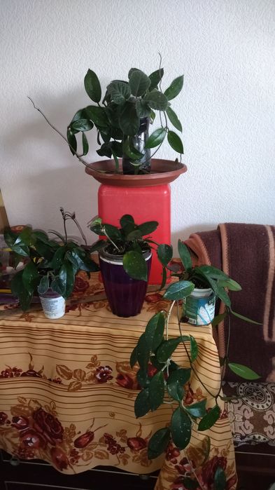 Хоя в пластиковом стаканчике