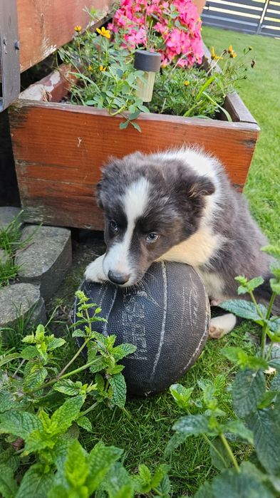 Piesek Border collie blue z niebieskimi oczami