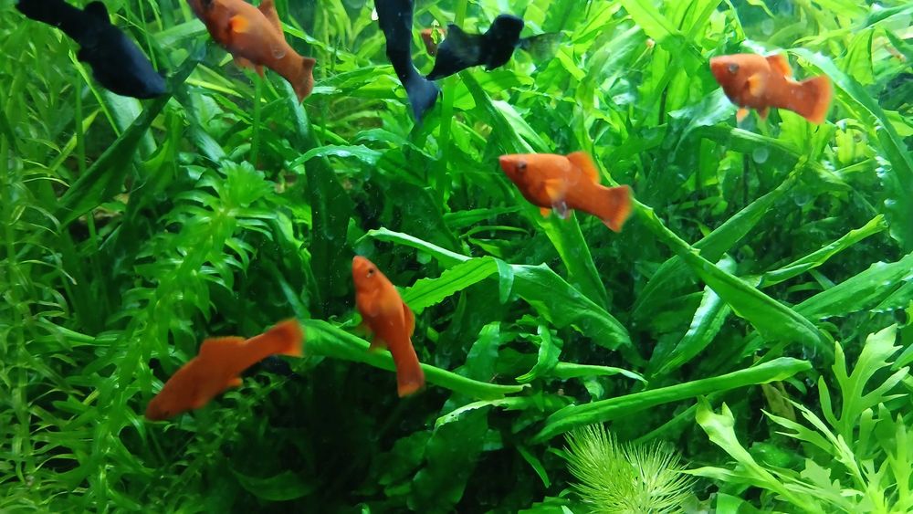 Akwarium 500 l z szawką