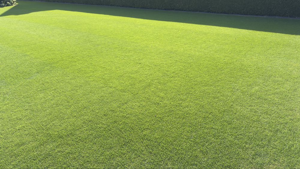 Mieszanka traw na trawniki reprezentacyjne, ozdobne 5 kg.