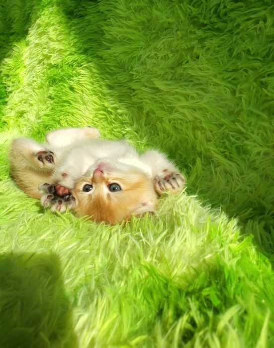 Ласковые малыши. Котята золотая шиншилла.