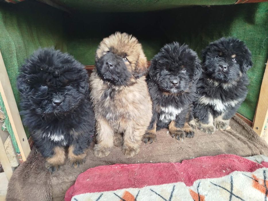 Тибетский мастиф