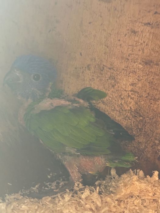 Loris Molucanos para acabar de criar à mão