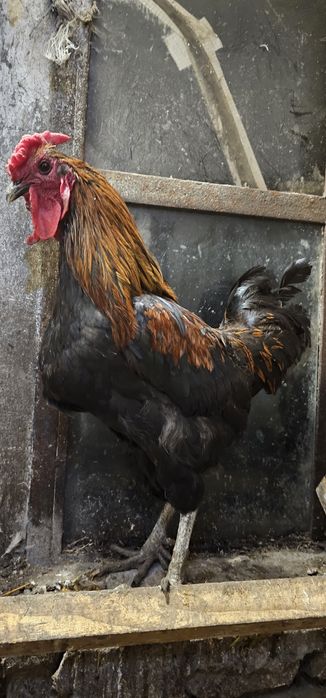 Koguty wlasnego lęgu