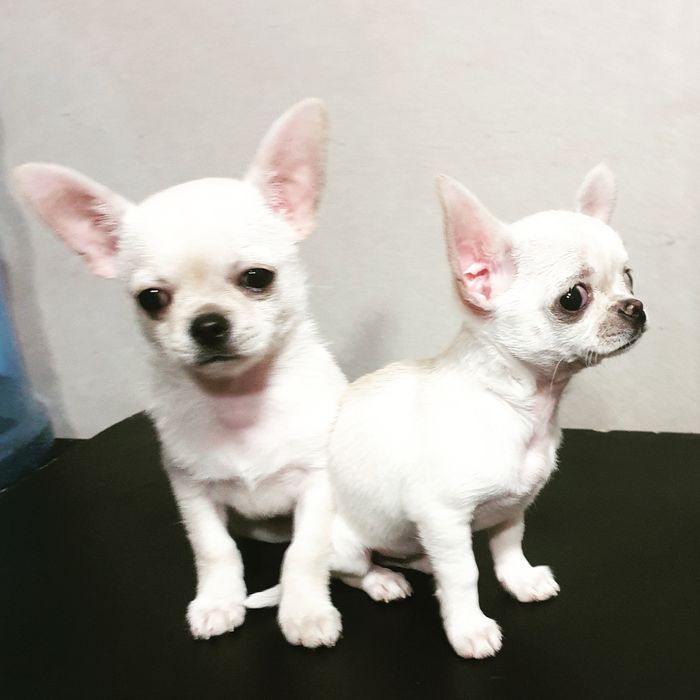 Бебби кобелек мини чихуахуа вязка