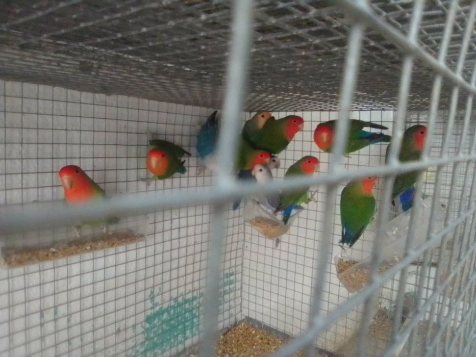 Várias aves psitacídeos
