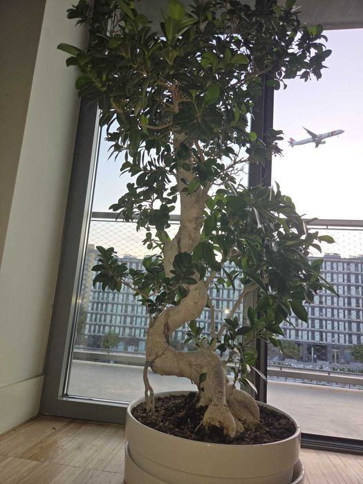 Bonsai gigante Figueira-asiática