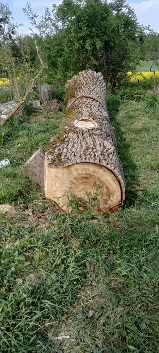 Kłoda topoli sprzedam