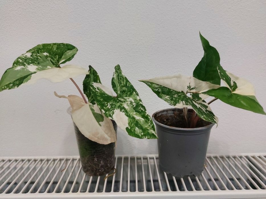 Сингоніум Imperial White