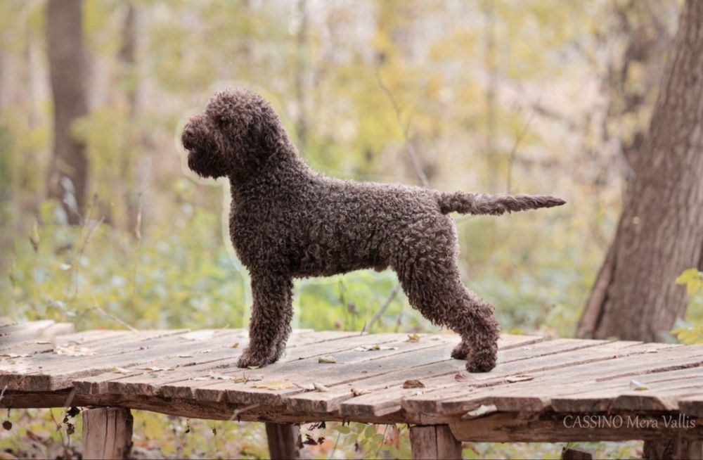 Lagotto Romagnolo FCI piesek czekoladowy ZKwP