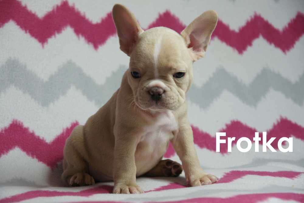 Buldog francuski na sprzedaż - SUCZKA