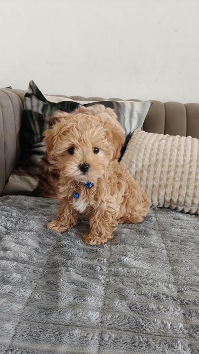 Chłopiec Maltipoo do odbioru
