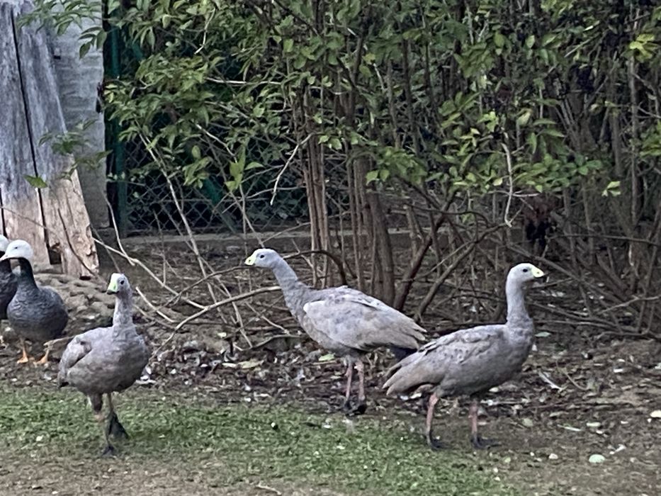 Kapodzioby para kapodziób ptaki ozdobne