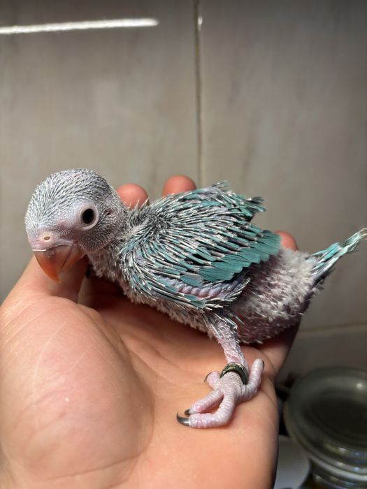 Ring Neck fêmeas jovens para criar à mão