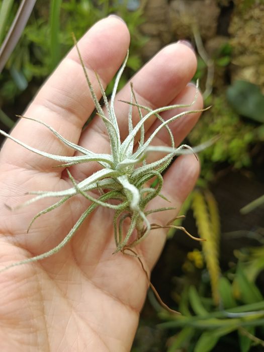 Атмосферна тілландсія