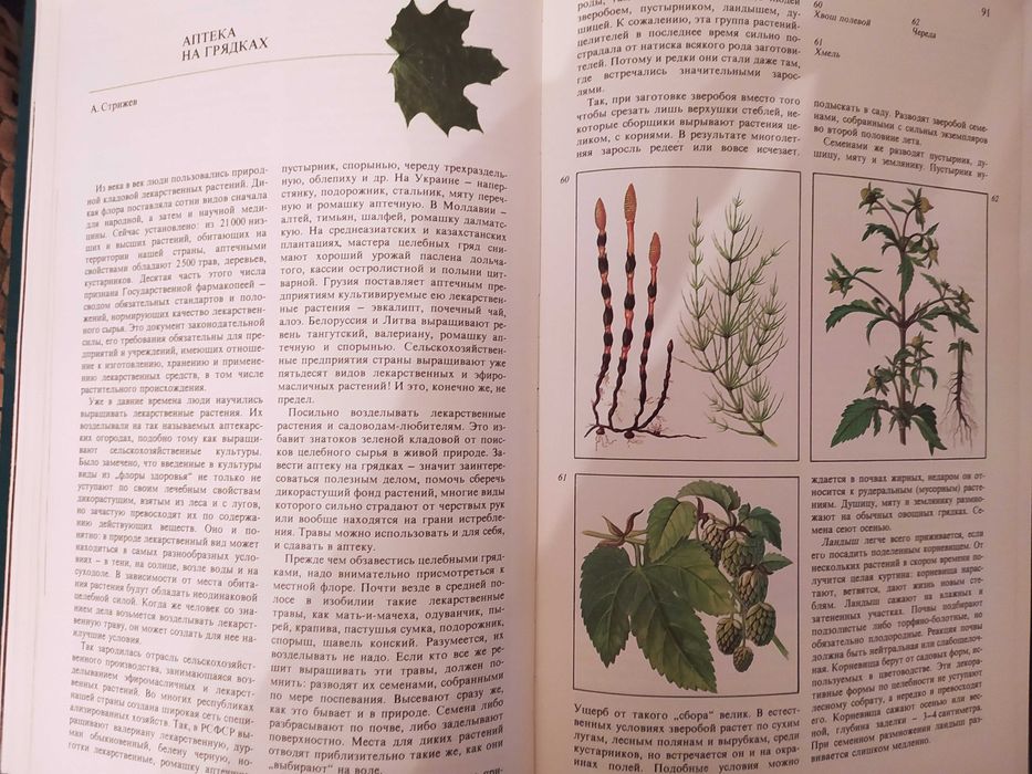 Дары Природы. Травы, ягоды,грибы. Аксенова, Цветкова