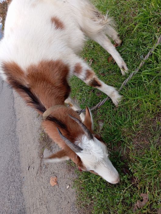 Кози, молоді, хароші