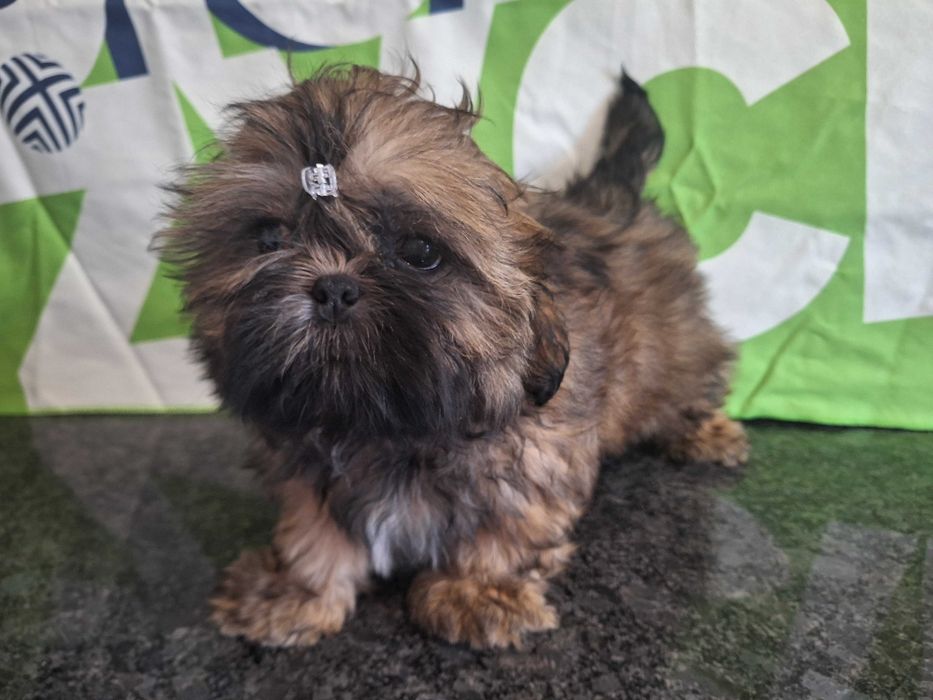 Shih Tzu sunia bez przepukliny