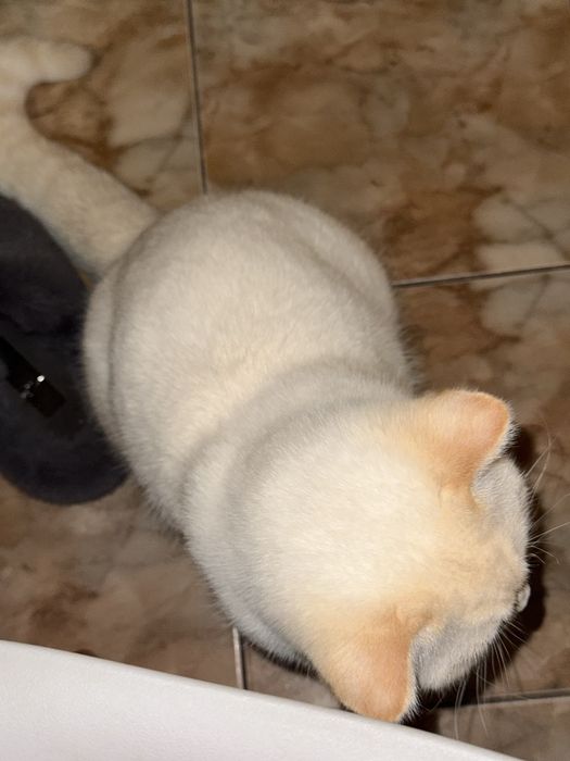 вязка шотландский кот