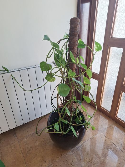 Trepadeiras de interior