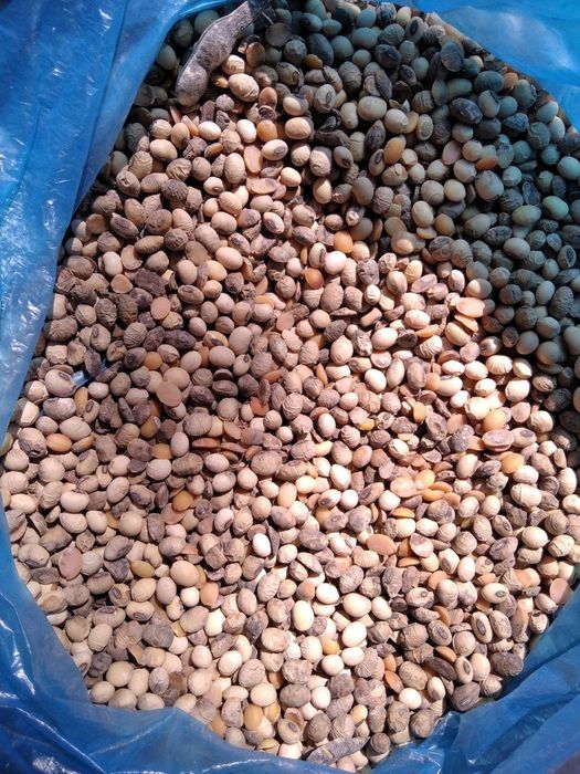 Продам Сою 20-25 т.