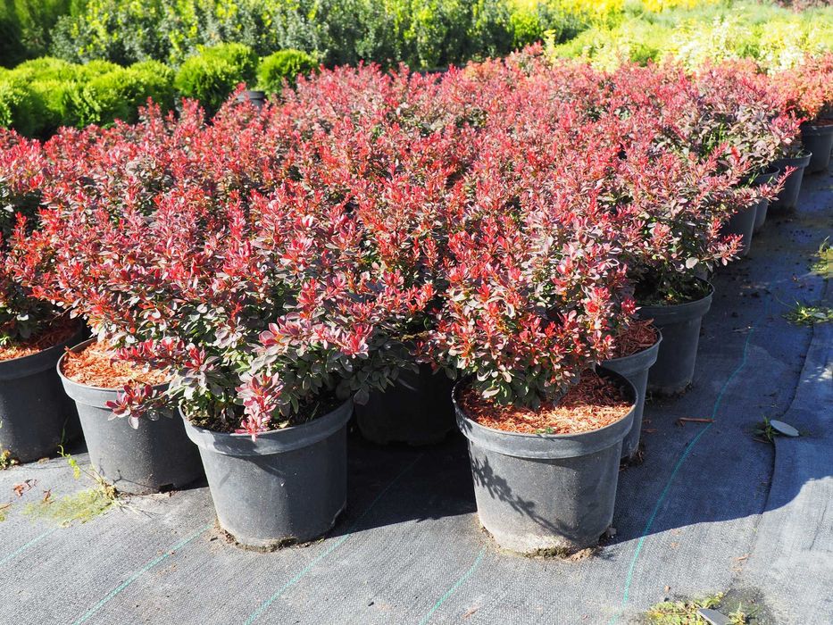 tuja brabant 100-140cm promocja Łabiszyn