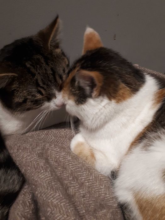 Adopcja mama i synek – duet, którego nie warto rozdzielić.