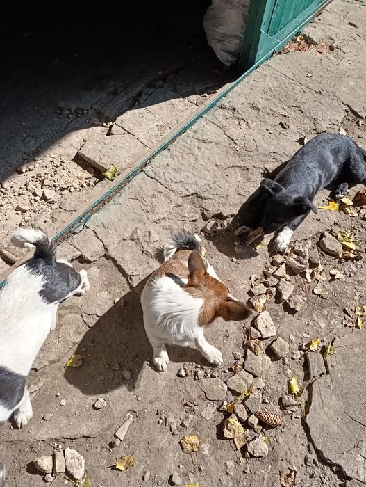 Віддамо в добрі руки !