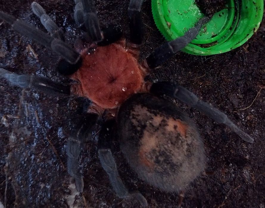 Bumba  horrida ptasznik  -samica 5 dc