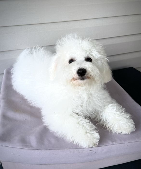 ТЕРМІНОВО Цуценята Бішон фрізе КСУ FCI 10 міс