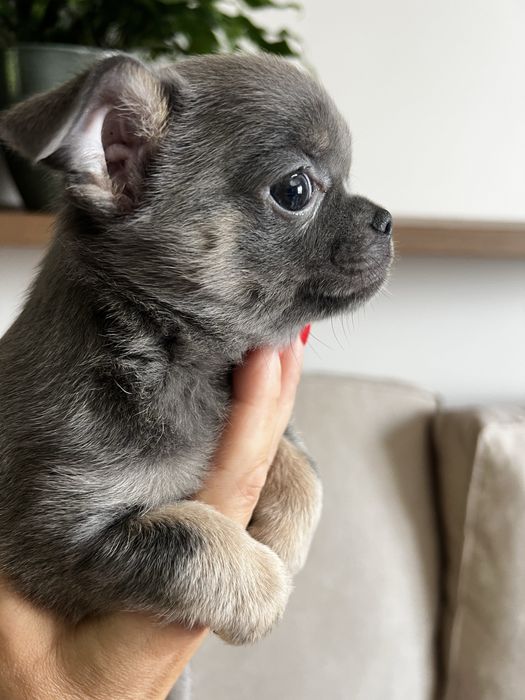 Chihuahua piesek blue and tan