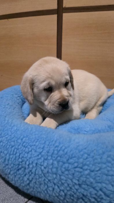 Labrador Retriever fêmea